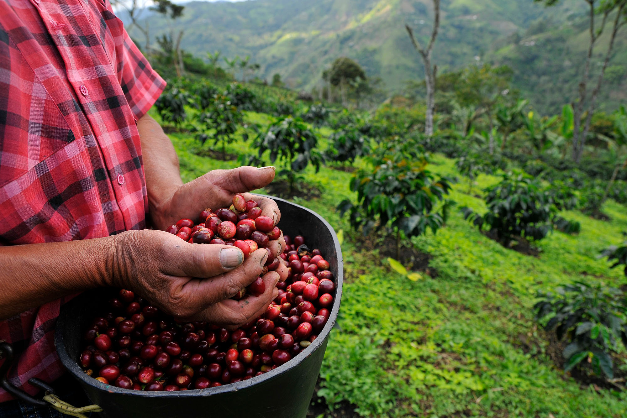 COLOMBIA_coffee beans in basket